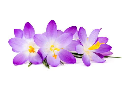 crocus - one of the first spring flowers on white background