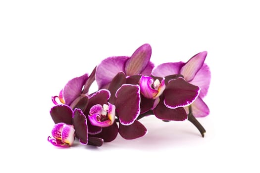 Beautiful purple orchid  -  phalaenopsis - white background