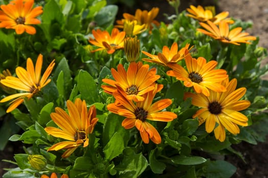 calendula flowers in the garden - close up