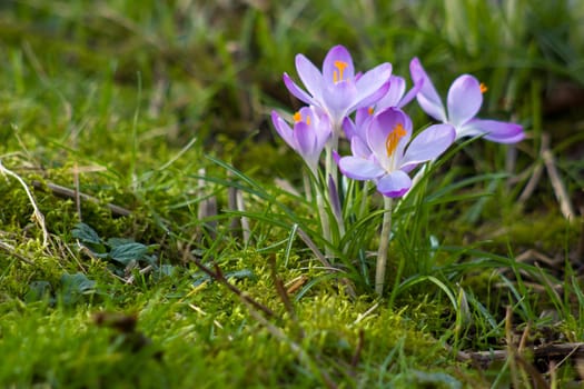 crocus - one of the first spring flowers in the garden - soft focus