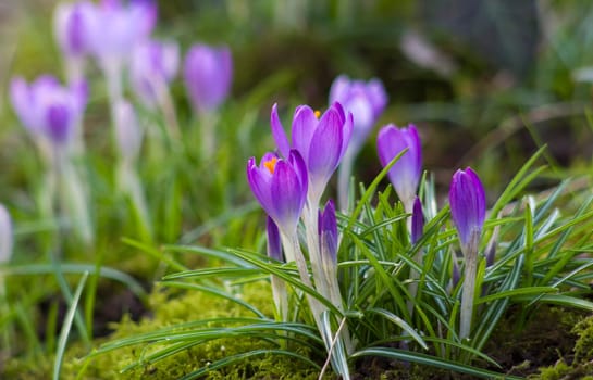 crocus - one of the first spring flowers in the garden - soft focus