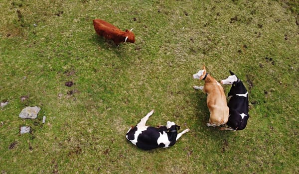 Aerial view with drone of young dairy cows and Scottish Highland cattle on a meadow in Bavaria