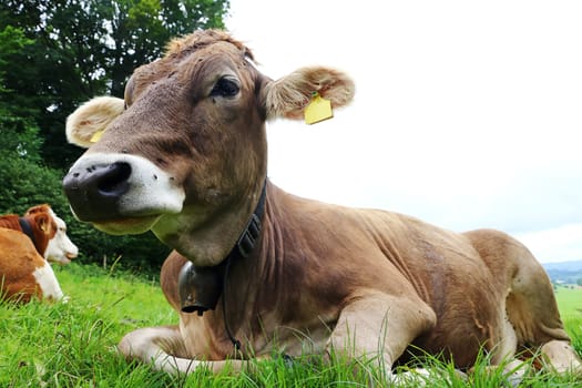 Young brown cattle with cow bell in summer on a meadow in bavaria