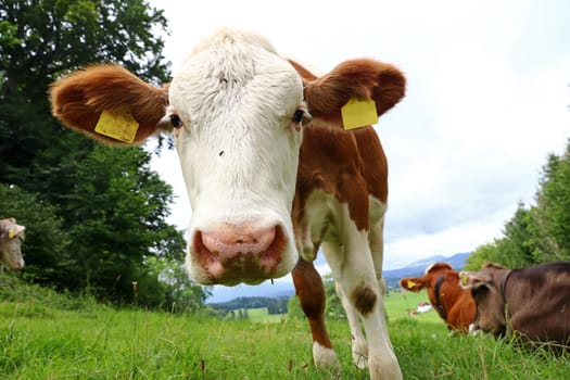 A Simmental calf in summer on a pasture in Bavaria