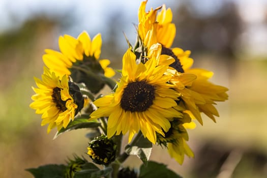 Wilted Sunflowers on a sunny day at the beginning of autumn