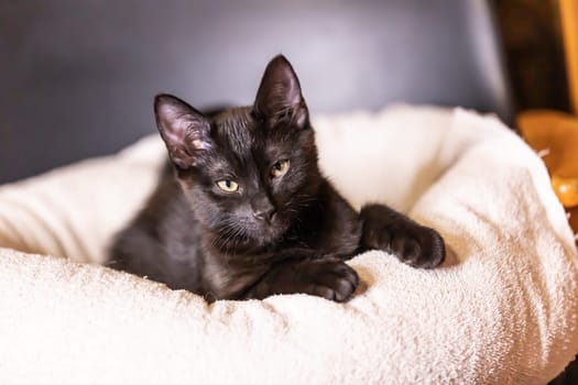 Portrait from beautiful black baby Kitten.