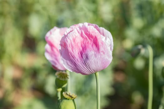 Beautiful macro from pink poppy in blossom on a summer meadow