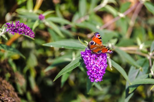 European peacock butterfly (Aglais Io) on purple blood of the Buddleja davidii bush