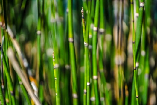 Abstract background with the image of green marsh plant sprouts - Horsetail wintering growing.