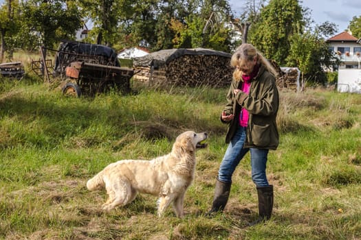 Dog trainer trains a golden retriever on a meadow in autumn.