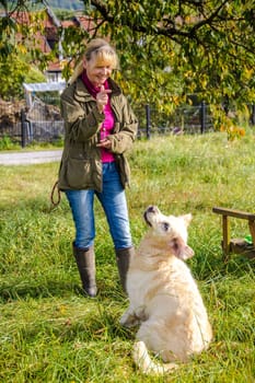 Dog trainer trains a golden retriever on a meadow in autumn.