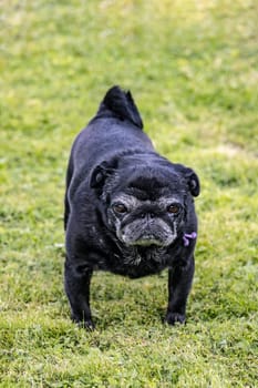 Black senior pug posing on green meadows.