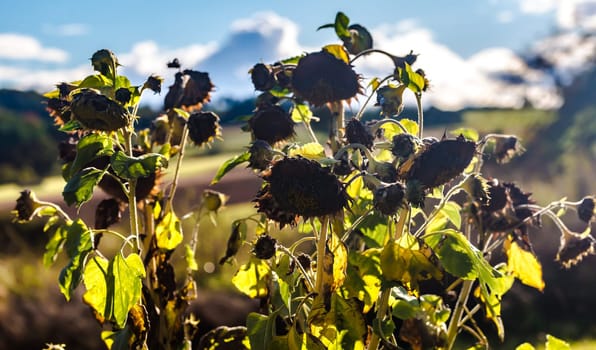 Wilted Sunflowers on a sunny day at the beginning of autumn