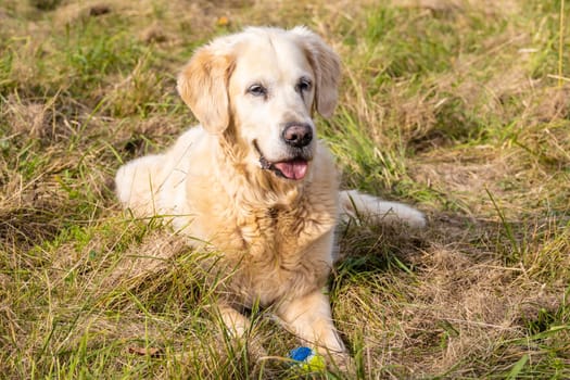 Senior retriever with a small ball lying on the meadow