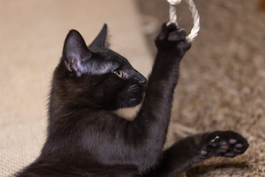 Lively black baby Kitten is playing with a rope.