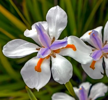 White tropical flower in the garden.