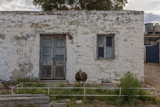 young greater rhea in front of an old house in Patagonia, Argentina