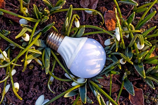 Old electric light bulb among flowers.