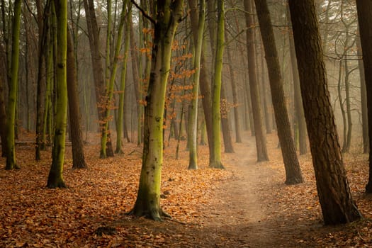 Path through an autumn and misty forest, Chelm, Lubelskie, Poland