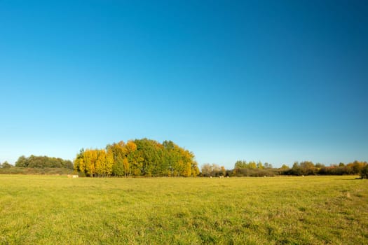 A green meadow, autumn trees and a blue cloudless sky, Nowiny, Lubelskie, Poland