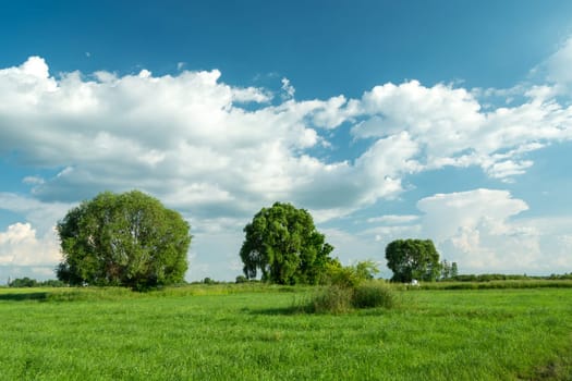 Green trees in the meadow and white clouds on the blue sky