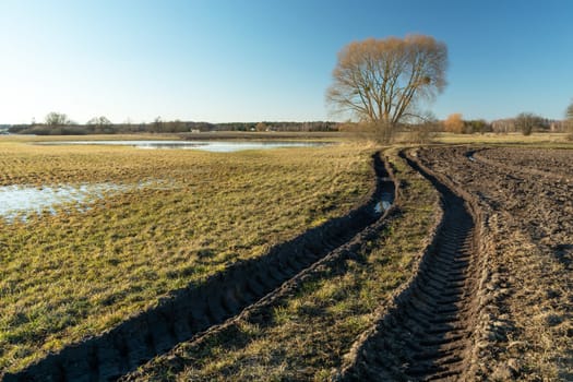 Muddy road in the meadow towards the tree, Nowiny, Poland
