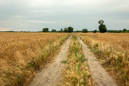 Road through golden fields and cloudy sky, Nowiny, Poland