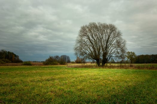 Tree without leaves on the meadow and the cloudy sky, Nowiny, Lubelskie, Poland