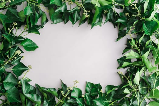 Light grey background with frame of fresh blooming ivy