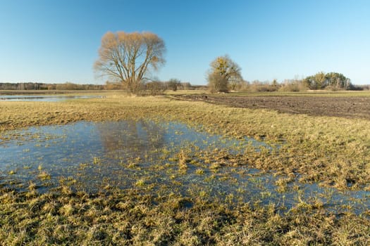 Water on the meadow, trees and cloudless sky, Nowiny, Lubelskie, Poland