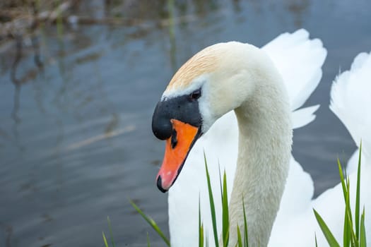 Portrait of a young mute swan in the water, spring day