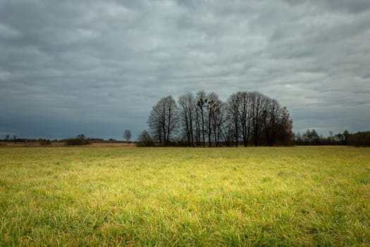 The dark sky and trees without leaves on the meadow, autumn view