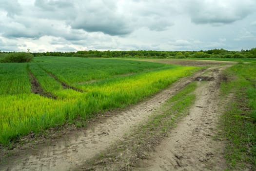 Green growing field and dirt road, Zarzecze, Lubelskie, Poland