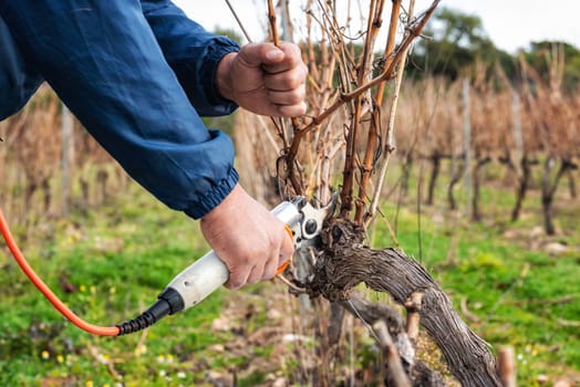 Close-up of a winegrower hand. Prune the vineyard with professional battery-powered electric scissors. Traditional agriculture. Winter pruning, cordon spurred method.