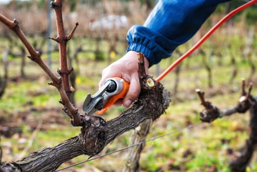 Close-up of a winegrower hand. Prune the vineyard with professional battery-powered electric scissors. Traditional agriculture. Winter pruning, cordon spurred method.
