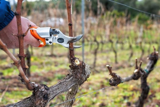 Close-up of a winegrower hand. Prune the vineyard with professional battery-powered electric scissors. Traditional agriculture. Winter pruning, cordon spurred method.