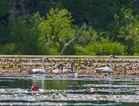 Trumpeter Swan Family Swimming in the North Woods on Crooked Lake in The Sylvania Wilderness in Michigan