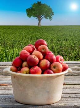 Harvest of red apples in a plastic bowl on a wooden table. Apple orchard. Fruit trees. Red Apple. Harvesting in horticulture. Agricultural field. Blue sky. Sunlight. Green grass. Farm business.