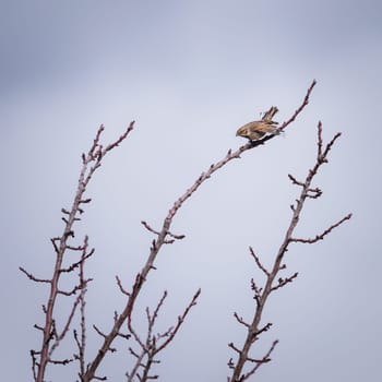 White throated sparrow perched on bare twig in winter