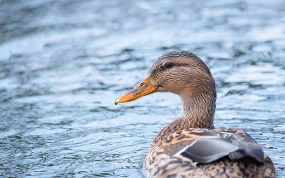 Closeup of a cute female mallard swimming in the pond