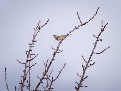 White throated sparrow perched on bare twig in winter