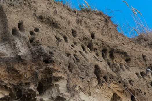 Swallows for swallows on the cliffs of Ahrenshoop city on the Baltic Sea peninsula Darss in Germany in summer.