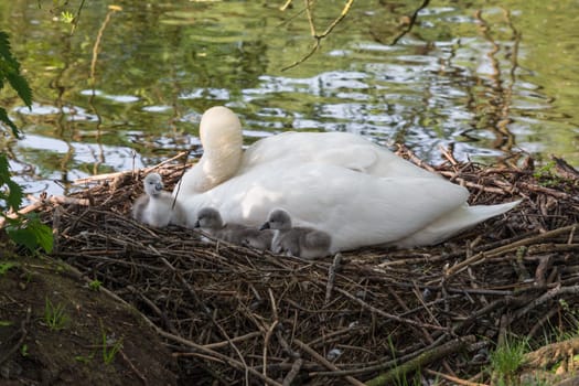 Swan's nest in the Heiligenhaus at the Abtskücherteich. Mother bird with little baby learn to swim. Wild swans in spring. .