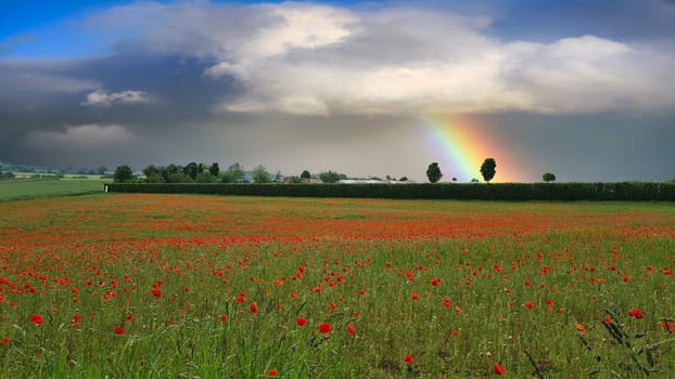 Campo con hierba verde y amapolas rojas contra el cielo del atardecer