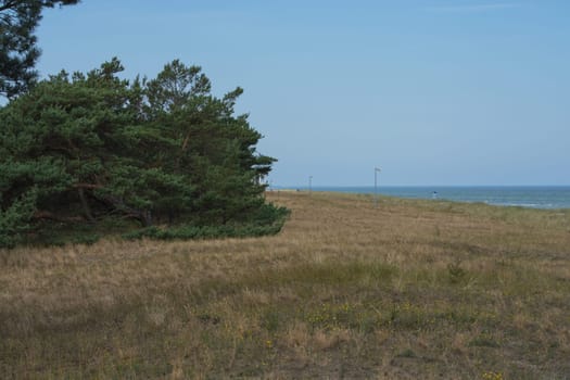 Baltic sea coast. Pine forest on the beach in summer. Wild nature. Wilderness