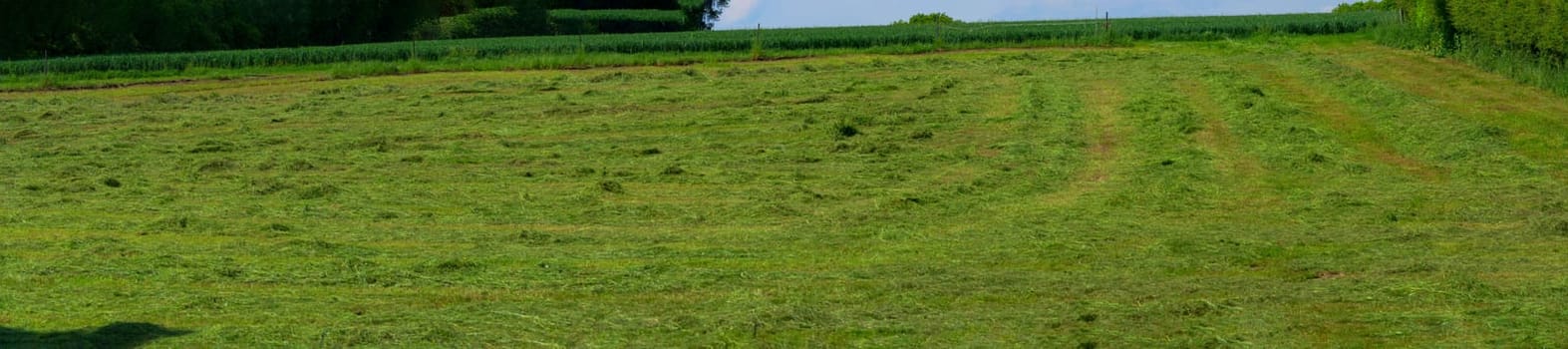 Meadow mown by the farmer