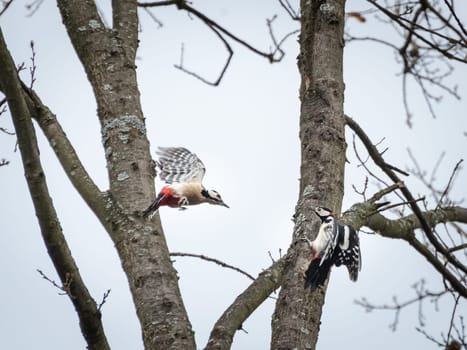 Two red woodpecker at a tree chasing around