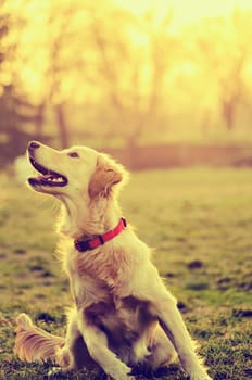 Dog playing in the park