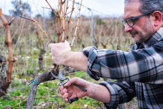 Winegrower pruning the vineyard with professional steel scissors. Traditional agriculture. Winter pruning, cordon spurred method.