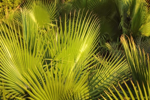 Palm leaves, lit by evening sun. Abstract tropical background.